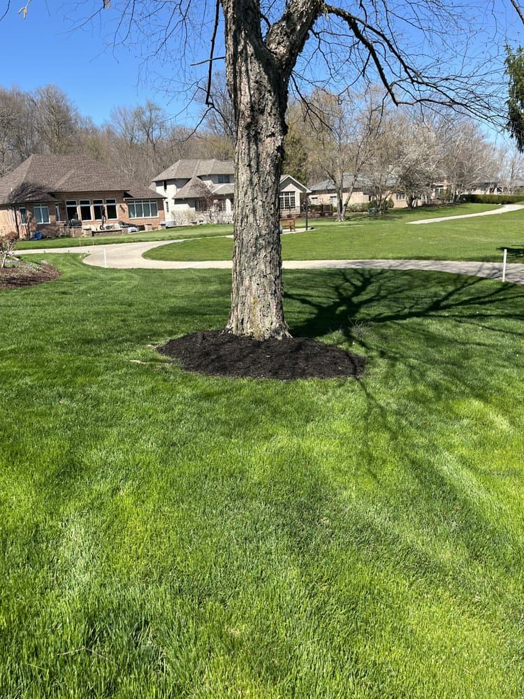 Tree and Yard Services